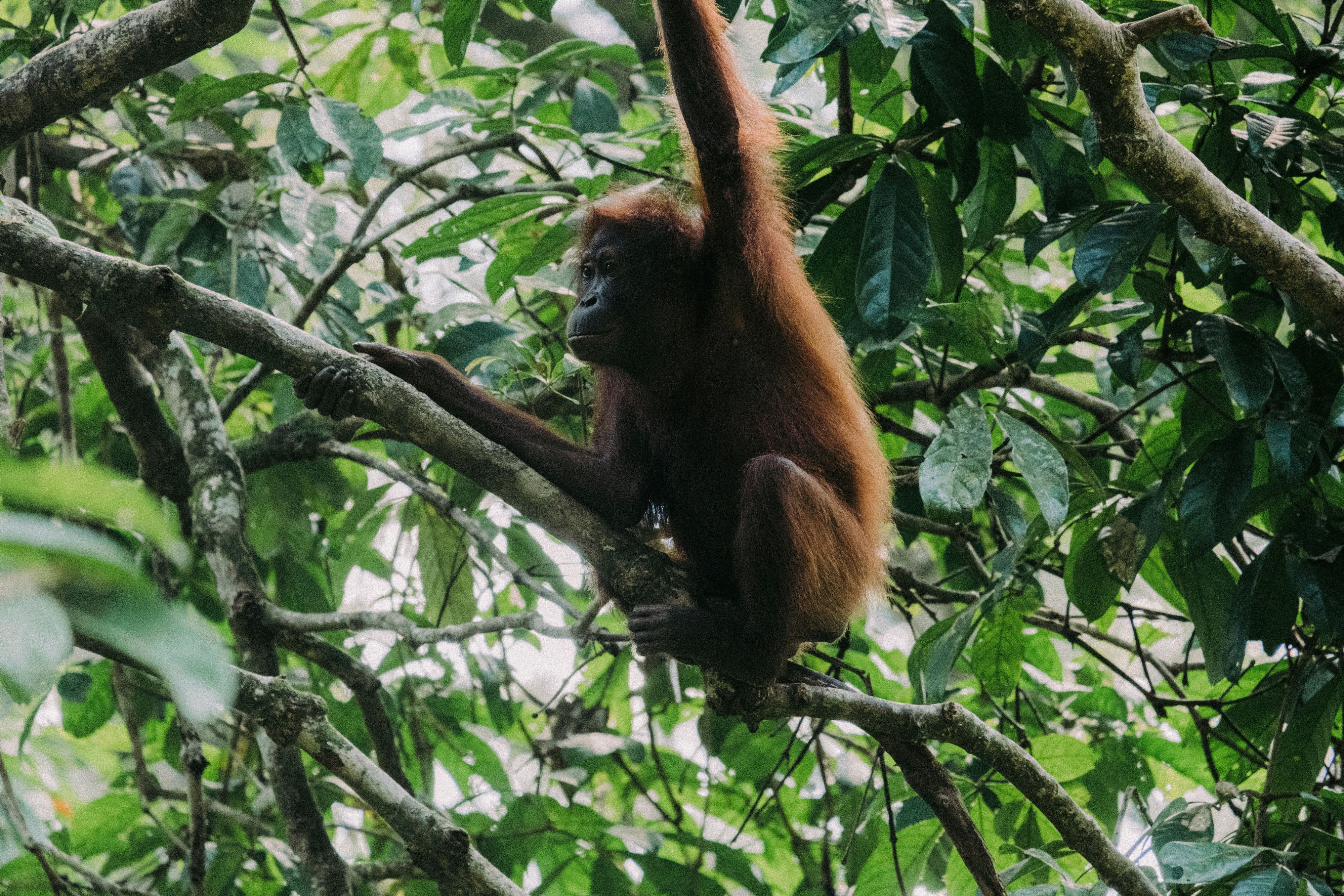 4 Days 3 Nights Borneo Nature Lodge