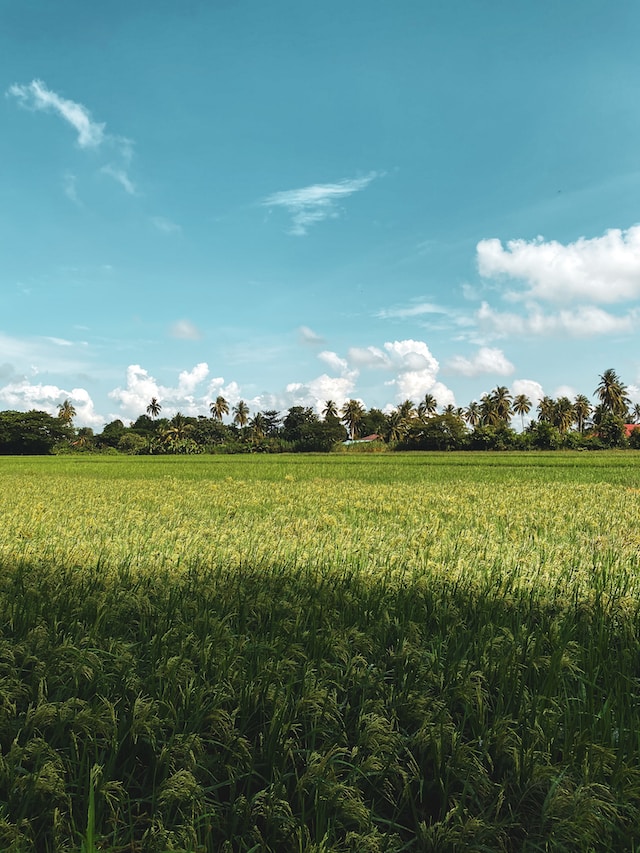 Kedah